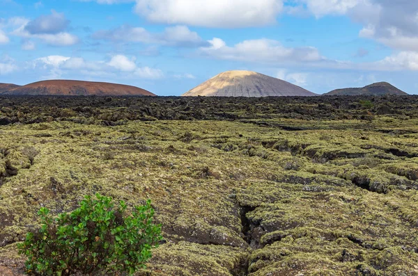 Blick Über Ein Lavafeld Auf Lanzarote Mit Rot Weißen Vulkanen — Stockfoto