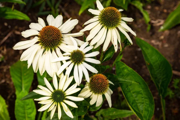 Beyaz koni çiçeği, echinacea purpurea alba