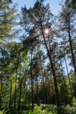 Güneşli ormana Almanya görüntülemek