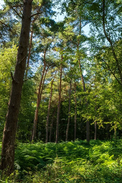 Vista Para Floresta Ensolarada Alemanha — Fotografia de Stock