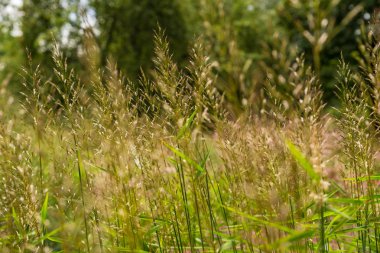 Çim, seçici odak Bıçaklar ile seyir