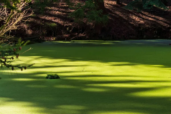 Sakin göl Duckweed Hesper Vadisi'nde Velbert, Almanya ile kaplı