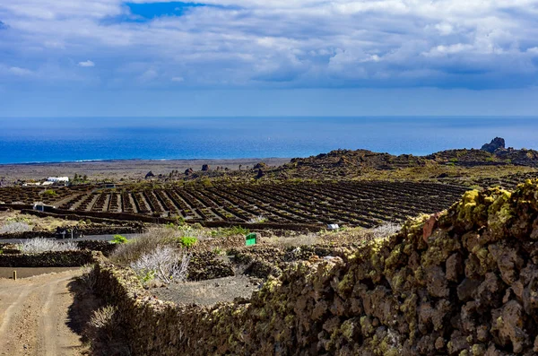 Typische Weinberge Auf Lanzarote Der Nähe Von Las Hoyas — Stockfoto