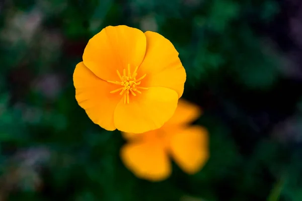 Close-Up of a orange blossom with a second blurred orange blossom in front of a dark green background, top angle view