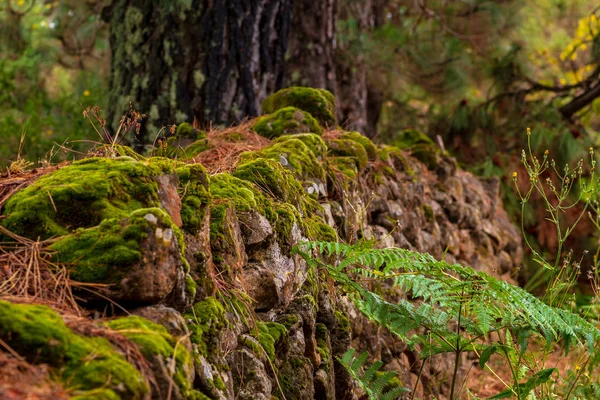 Natursteinmauer Mit Moos Wald Enge Schärfentiefe Gran Canaria — Stockfoto