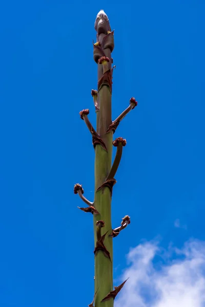 Top of inflorescence of a century plant in front of a blue sky, Gran Canaria