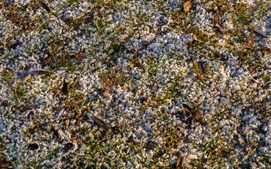 Hoarfrost güneş ışığı altında ile çayır
