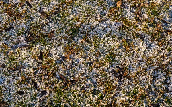 Hoarfrost güneş ışığı altında ile çayır