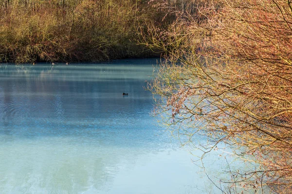 Ente Auf Einem Türkisfarbenen Teich Winter Einem Sonnigen Tag Bochum — Stockfoto