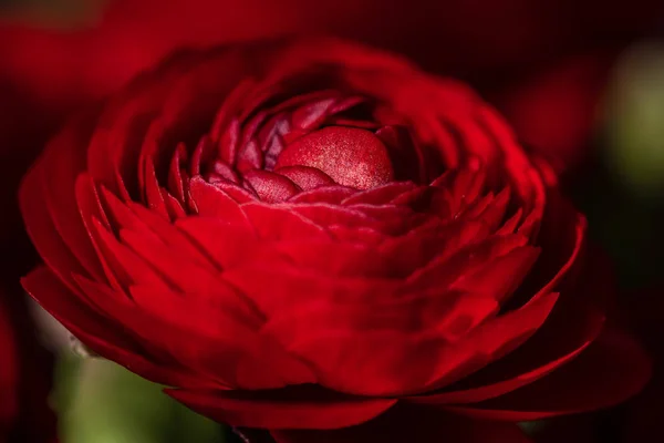 Koyu kırmızı bir Düğünçiçeği, alan sığ derinliği makro