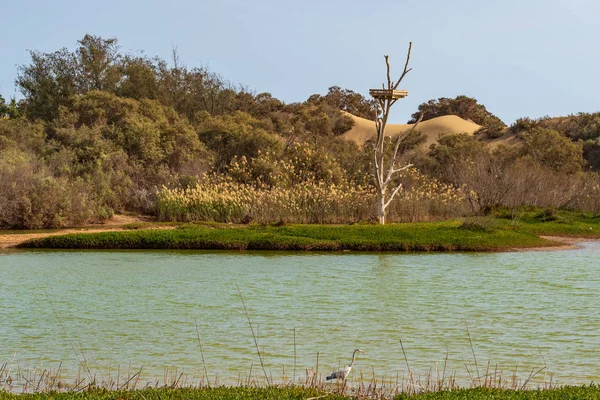Nature reserve la Charca de Maspalomas, Gran Canaria