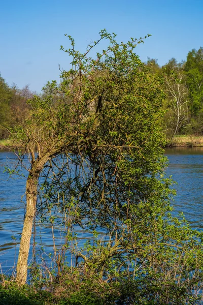 Árvore Única Margem Ruhr Ruhr Fundo Essen Alemanha — Fotografia de Stock