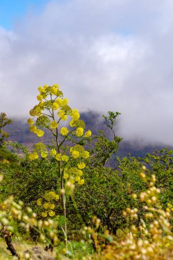Dev rezene, Ferula communis, bulutlu bir gökyüzü karşı Gran Canaria, Kanarya Adaları, İspanya