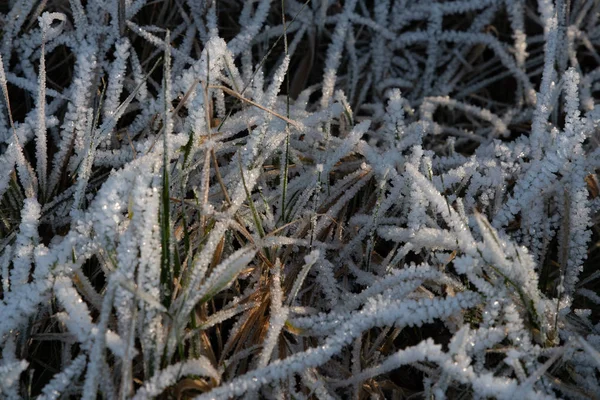 Bladen Van Gras Bedekt Met Ijs Kristallen Verlicht Door Zon — Stockfoto