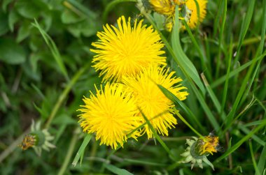 Bir çayırda üç sarı çiçek açan karahindiba, yukarıdan fotoğraflandı