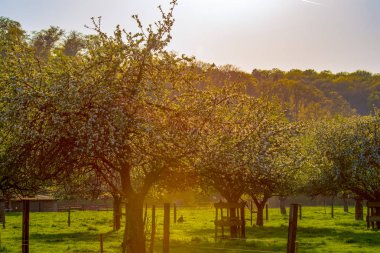 Akşam güneşinde elma ağaçları açan, Essen, Almanya