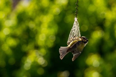 Great tit is picking food from a tit dumpling, green blurred background
