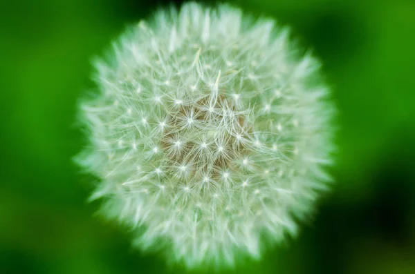 Dandelion Flower Seeds Macro Shot Green White Graphic Style Photography — Stock Photo, Image