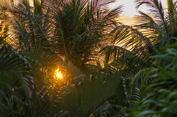 Sunset behind palm trees, Guadeloupe