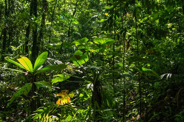 Blick Den Grünen Regenwald Guadeloupe Stockfoto