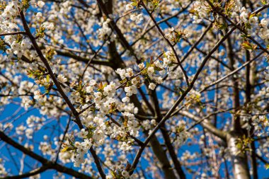 Baharın renkleri: Vahşi bir kiraz ağacının dalları, Prunus avium, derin mavi gökyüzüne karşı beyaz çiçekler, seçici bir odak