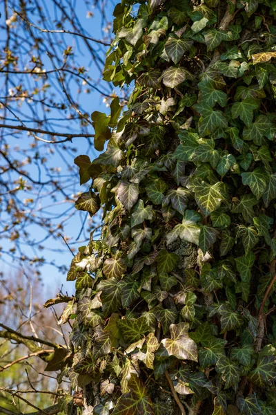 Ivy Een Boomstam Blauwe Lucht Achtergrond Ondiepe Velddiepte Selectieve Focus — Stockfoto