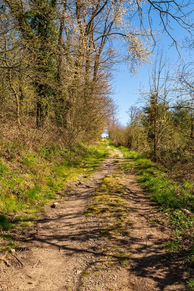 Estrada Terra Através Floresta Primavera Alemanha — Fotografia de Stock