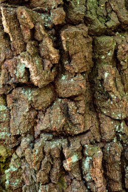 Eski, sert ve yıpranmış huş ağacının yakın çekimi