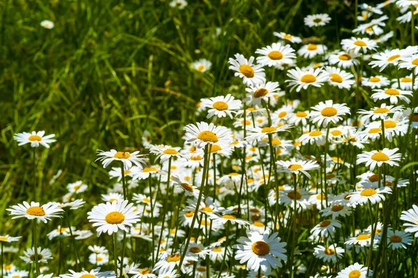 Dzikie Margeryty Zielonej Łące Wiele Owadów Kwiatach Płytka Głębia Ostrości — Zdjęcie stockowe
