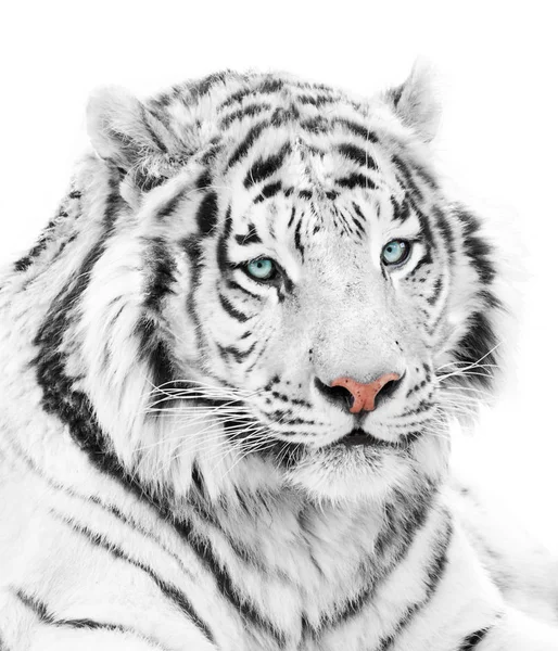 Cute White Tiger Isolated White Background — Stock Photo, Image