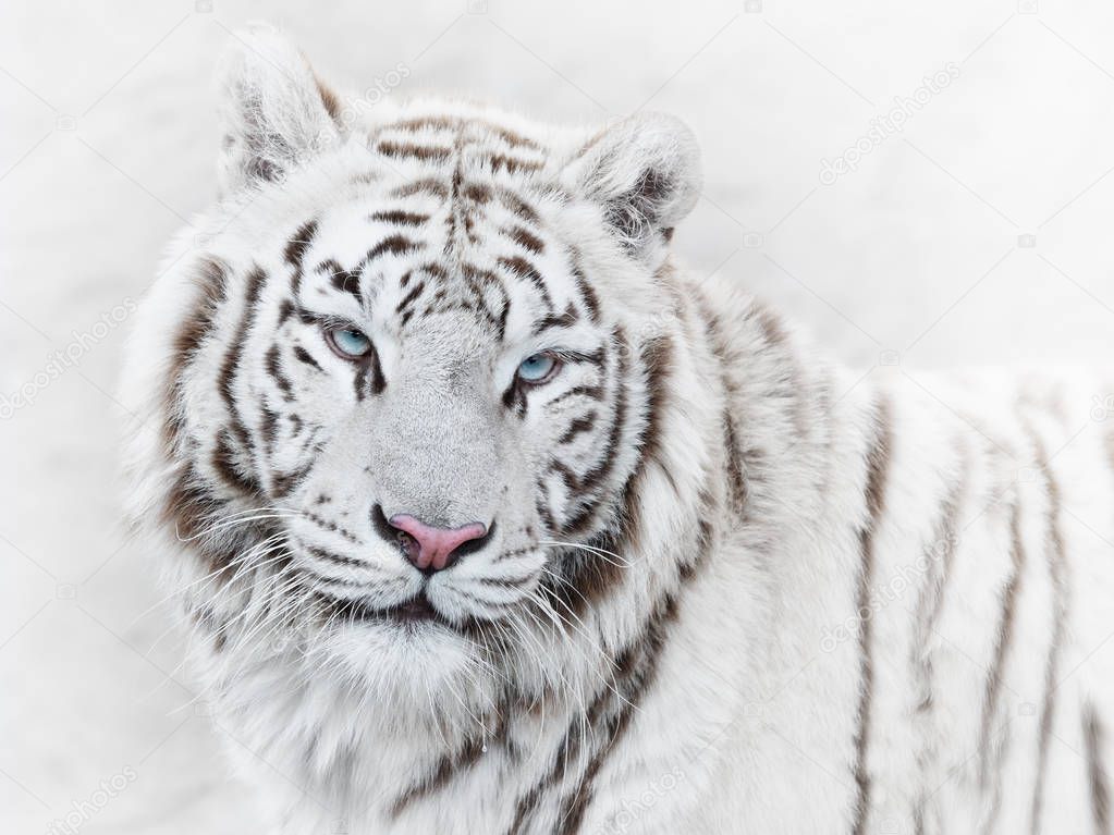 Thoughtful beautiful white tiger