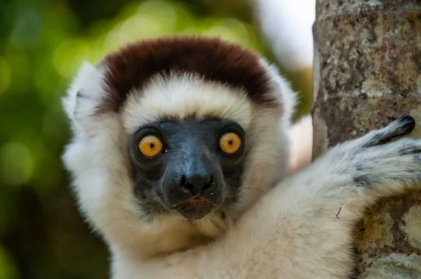 Primo piano di un lemure bianco sifaka — Foto Stock