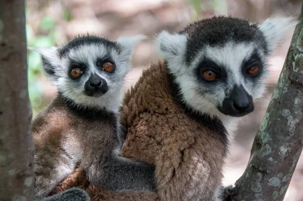 Lemur Catta met haar welp — Stockfoto