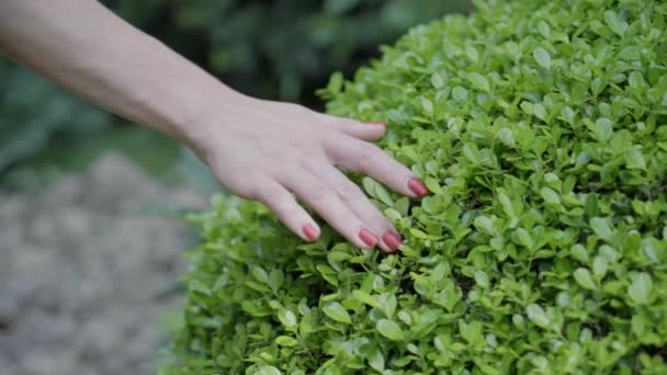 Een meisje houdt de hand van bush, slow-motion — Stockvideo