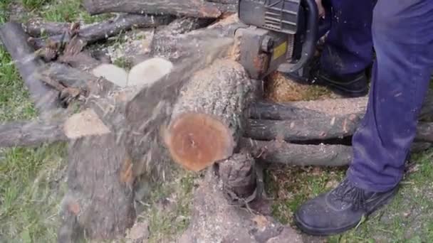Homem serrar madeira com motosserra, chips, viu poeira caindo — Vídeo de Stock