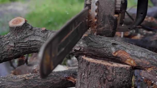 Mann sägt Holz mit Kettensäge, Hackschnitzel, Sägemehl fällt in Zeitlupe — Stockvideo