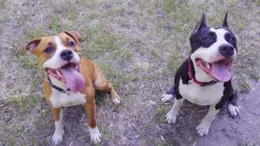 mutlu sevimli köpekler oturma ve kameraya bakıyor