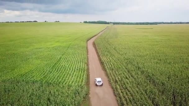 La voiture va sur un chemin de terre à travers un champ de maïs. 4k — Video