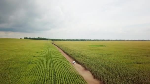 O carro vai numa estrada de terra através de um campo de milho. 4k — Vídeo de Stock