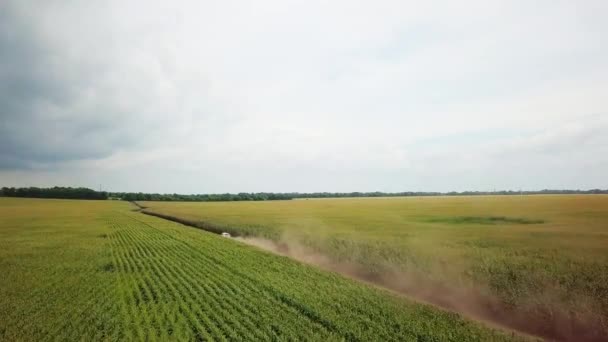 De auto gaat op een onverharde weg door een veld van maïs. 4k — Stockvideo