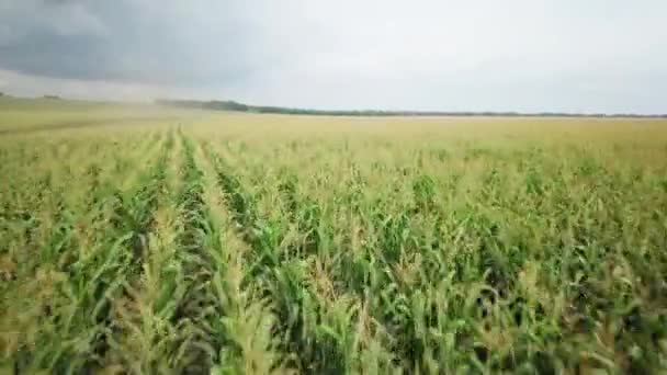 Des images aériennes. Survoler un champ de maïs doré dans de belles terres agricoles . — Video