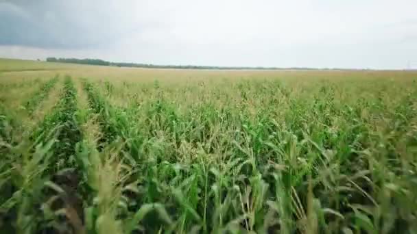 Запись с воздуха. Пролетая над золотым кукурузным полем на прекрасной ферме . — стоковое видео