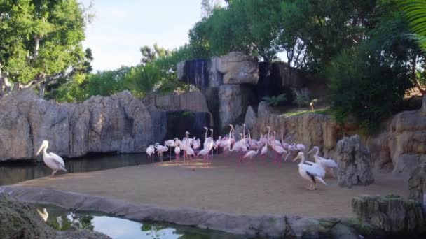 Beautiful pink flamingos on pond. — Stock Video