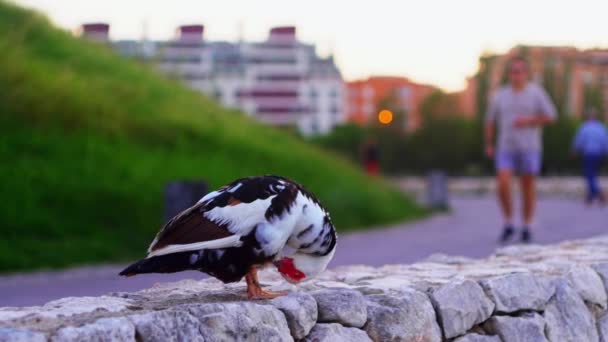 Πάπια Στο Πάρκο Καθαρίζει Φτερά Της Πυροβολώντας Αργή Κίνηση Άνθρωποι — Αρχείο Βίντεο