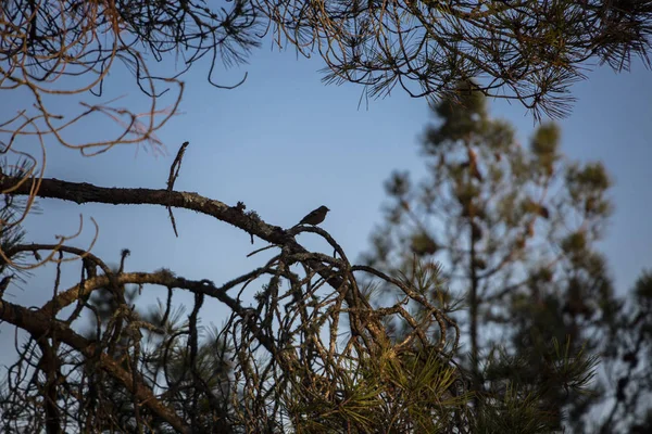 Mörk Skugga Fågel Mitten Trädgrenar Skogen Med Blå Himmel Bakgrund — Stockfoto