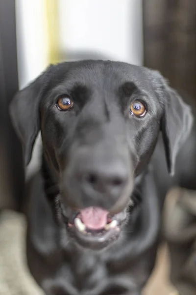 Tema Para Mascotas Labrador Negro Casa Enfoque Los Ojos Fondo —  Fotos de Stock