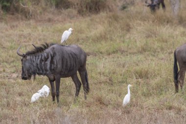 Kissama / Luanda / Angola - 12/08/2018: Kissama Milli Parkı, safari, Afrika manda bitki örtüsü ortasında küçük kuşlar ile doğal ortamlarında görünümünü