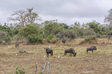 Kissama / Luanda / Angola - 12/08/2018: Kissama Milli Parkı, safari, Afrika manda bitki örtüsü ortasında küçük kuşlar ile doğal ortamlarında görünümünü