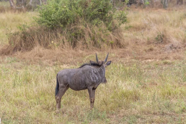 Kissama Luanda Angola 2018 Parco Nazionale Kissama Safari Veduta Dello — Foto Stock