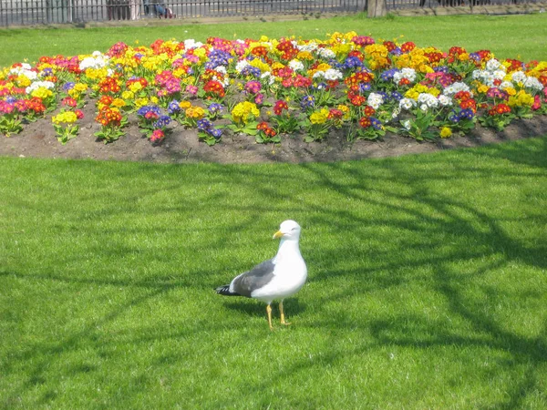 Edinburgh Skottland 2014 Fiskmås Tittar Grönt Gräs Den Princes Street — Stockfoto